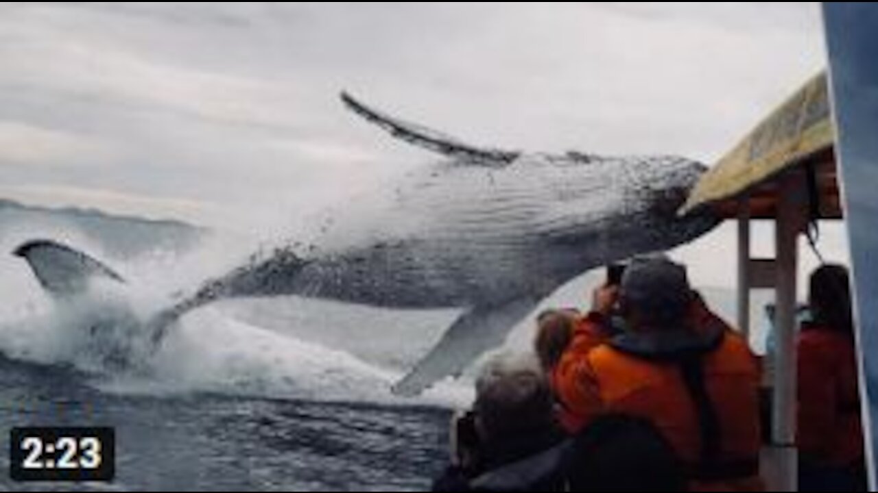 Whale jumps out of nowhere during sight seeing tour.