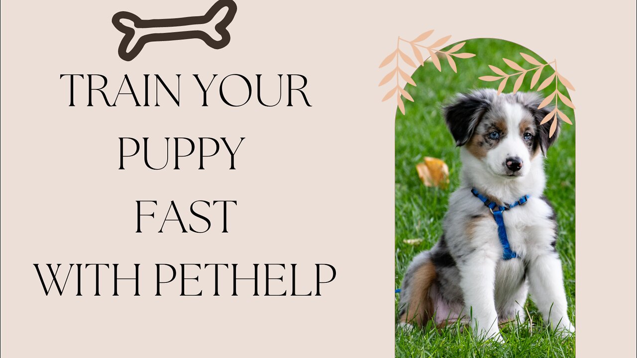 BEGINNER PUPPY TRAINING GUIDE