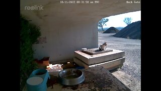 Porkchop 18:11 8 36am