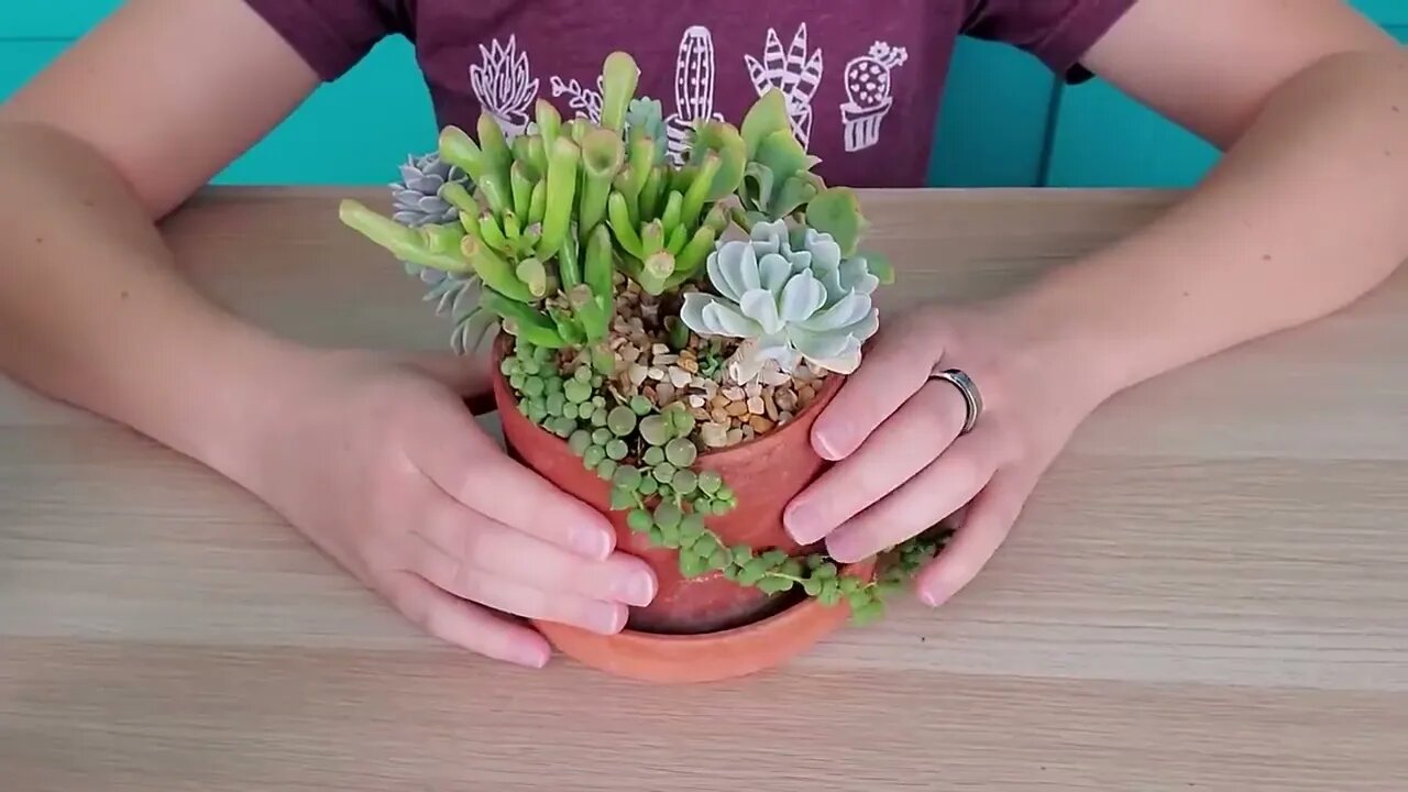 Succulent match-making -- finding succulents that work well together in arrangements