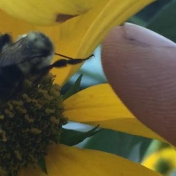 Did This Bee Just Give A High Five?