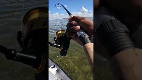 Hundreds of Fish Surrounding Our Boat