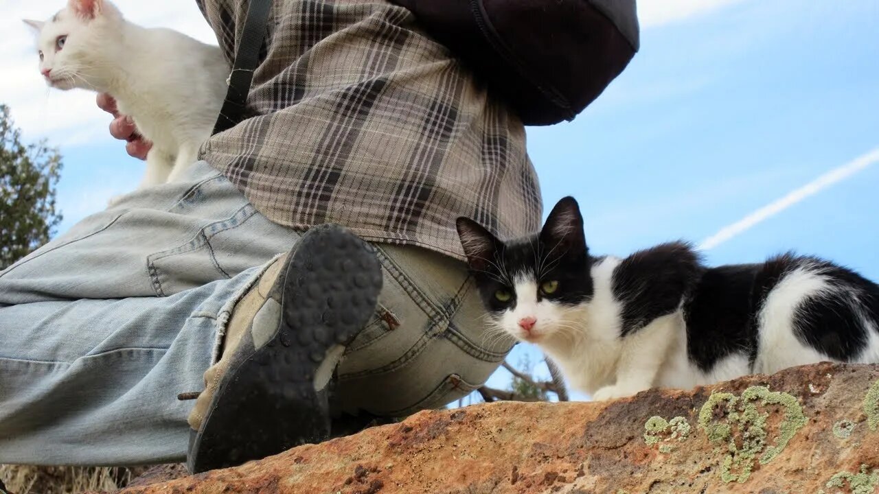 Our Cats #99 #shorts – Pusspuss, Pasha & ‘Dad’ Climbing and Rock Hopping at Dusk