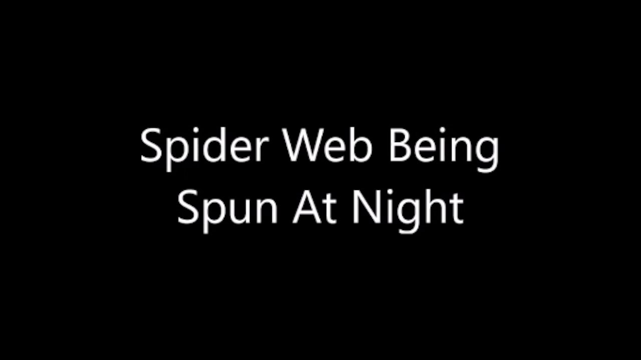 Spider Web Being Spun At Night