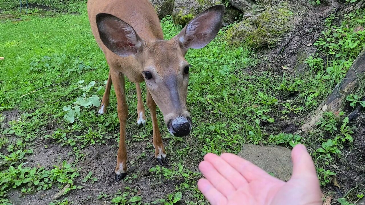 Deer Sniffs My Hand