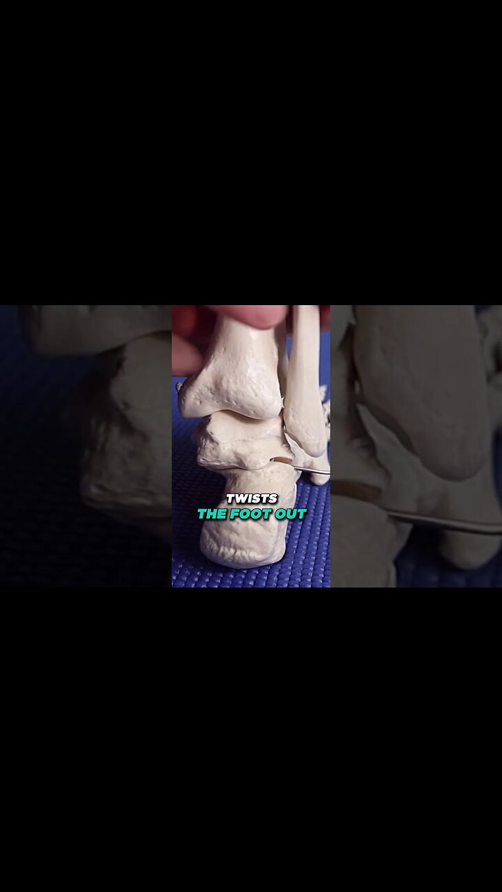 Subtalar Joint [ subtalar Joint PAIN Symptoms]