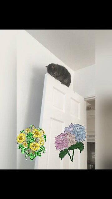 Kitty on a door