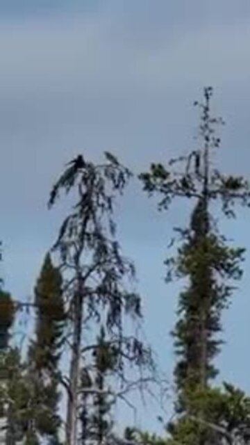 chicane entre un oiseau de proie et un corbeau