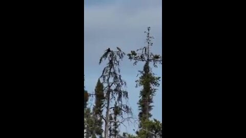 chicane entre un oiseau de proie et un corbeau