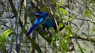 IECV NV #522 - 👀 Steller's Jay In The Weeping Willow Tree 🐦5-4-2018