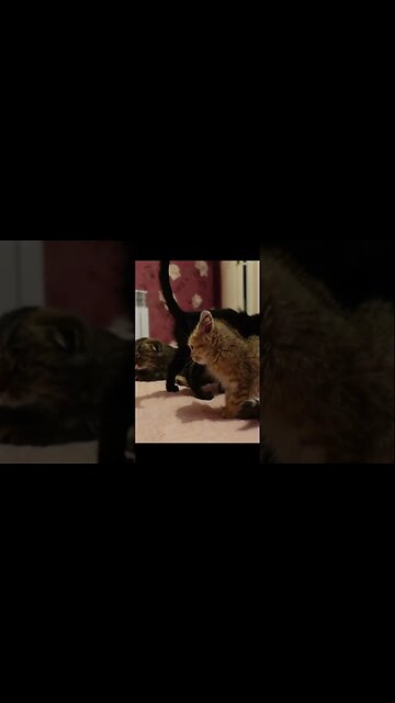 Бедные Котята, Брошенных Нелюдями | Усыновили Трех Котят