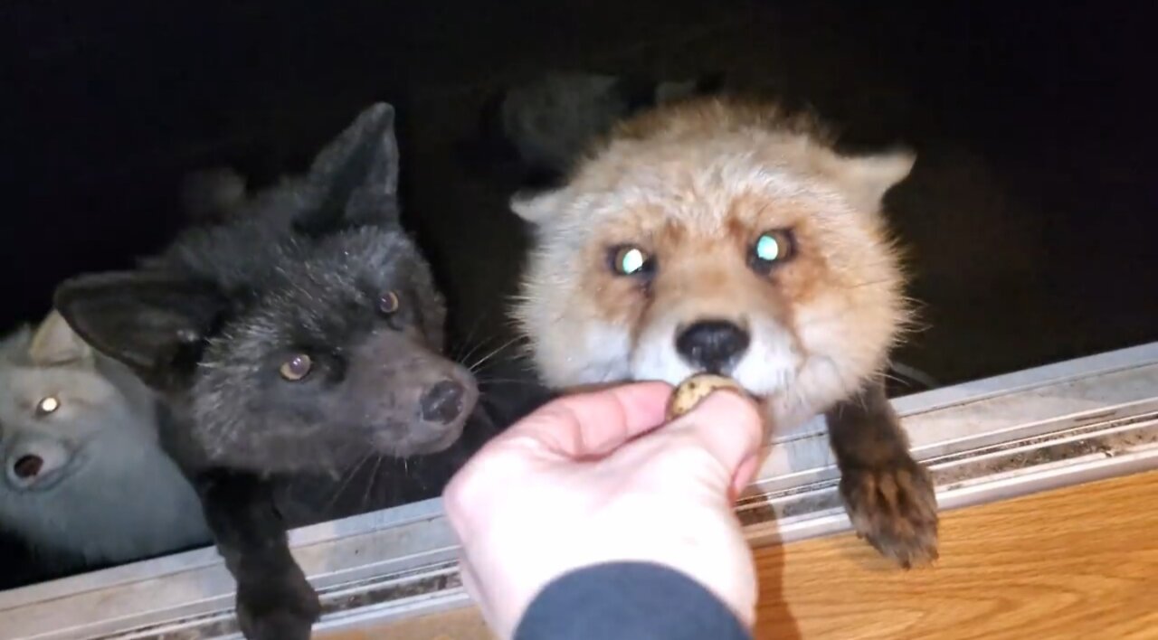 Funny animals ๐ค๐งก๐๐