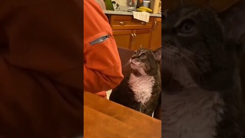 🥺🐈‍⬛ #shorts #shortsvideo #funny #eyes #cat