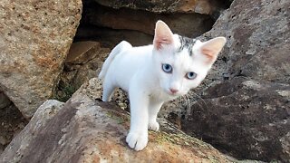 Our Cats #93 #shorts - Pusspuss the Cat Looking Pretty on Rocks
