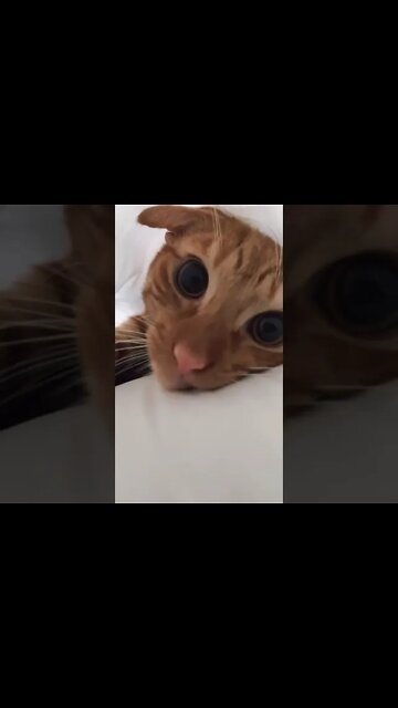 Funny Cats and Kittens Meowing Compilation&Baby Cats -Cute and Funny Cat Videos #short(2)