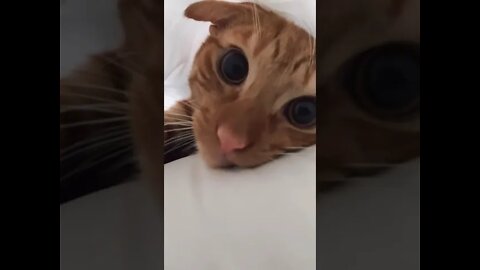 Funny Cats and Kittens Meowing Compilation&Baby Cats -Cute and Funny Cat Videos #short(2)