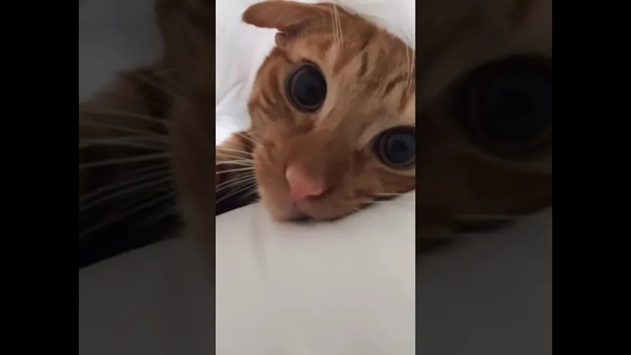 Funny Cats and Kittens Meowing Compilation&Baby Cats -Cute and Funny Cat Videos #short(2)