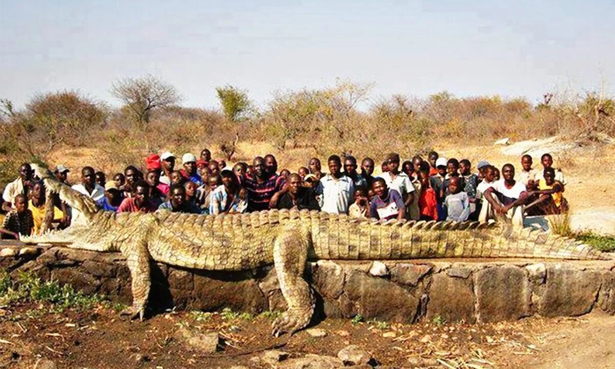 The World's Largest Crocodile On Record 🤔 Unbelievable!