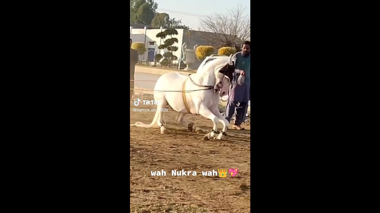 White Horse beautifully bending knees for dance