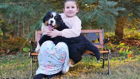Bear! 8 week old Bernese Mountain Dog pup.