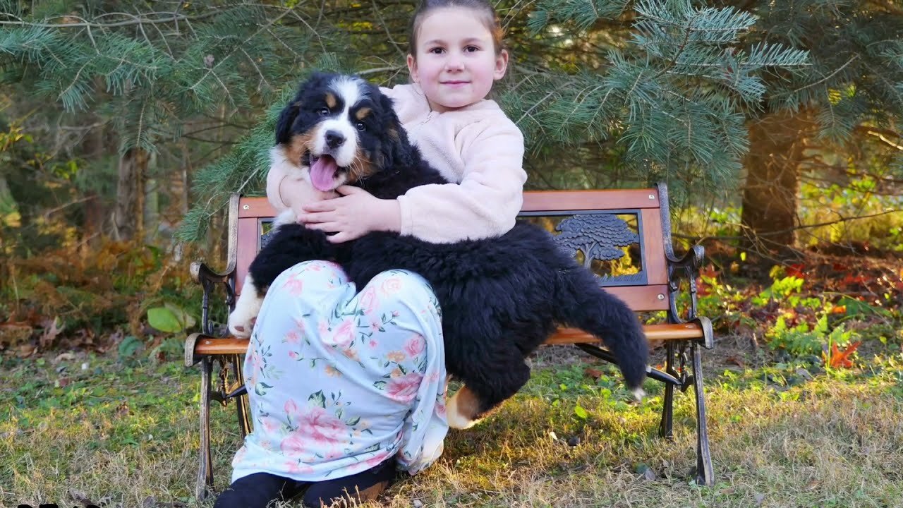 Bear! 8 week old Bernese Mountain Dog pup.