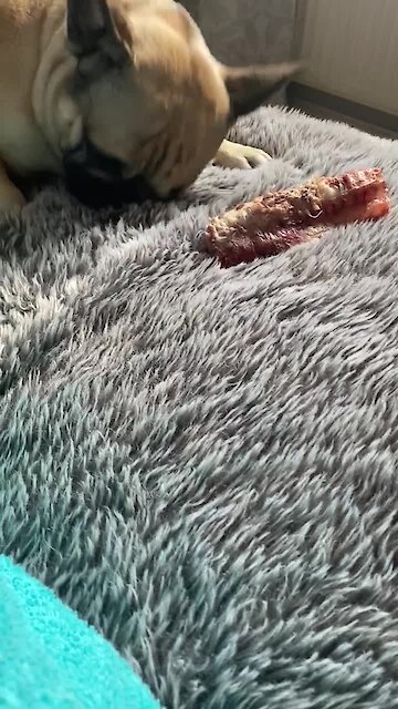 Confused Frenchie tries to bury his bone in owner's bed