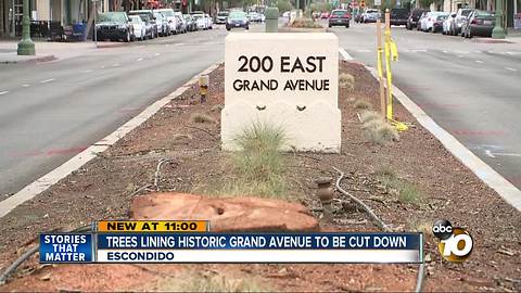 Trees lining Historic Grand Avenue to be cut down