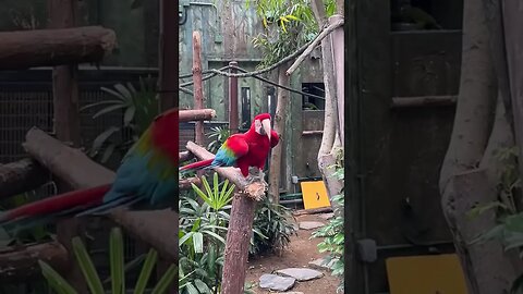 That’s a pretty bird #shorts