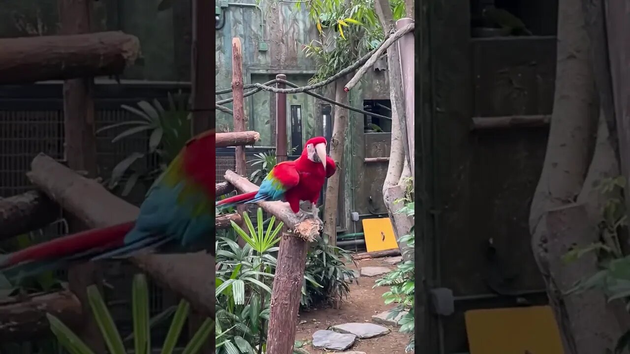That’s a pretty bird #shorts
