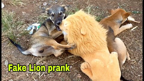Real Dog Prank : Fake Lion Prank Dog & Fake Tiger Prank!!!