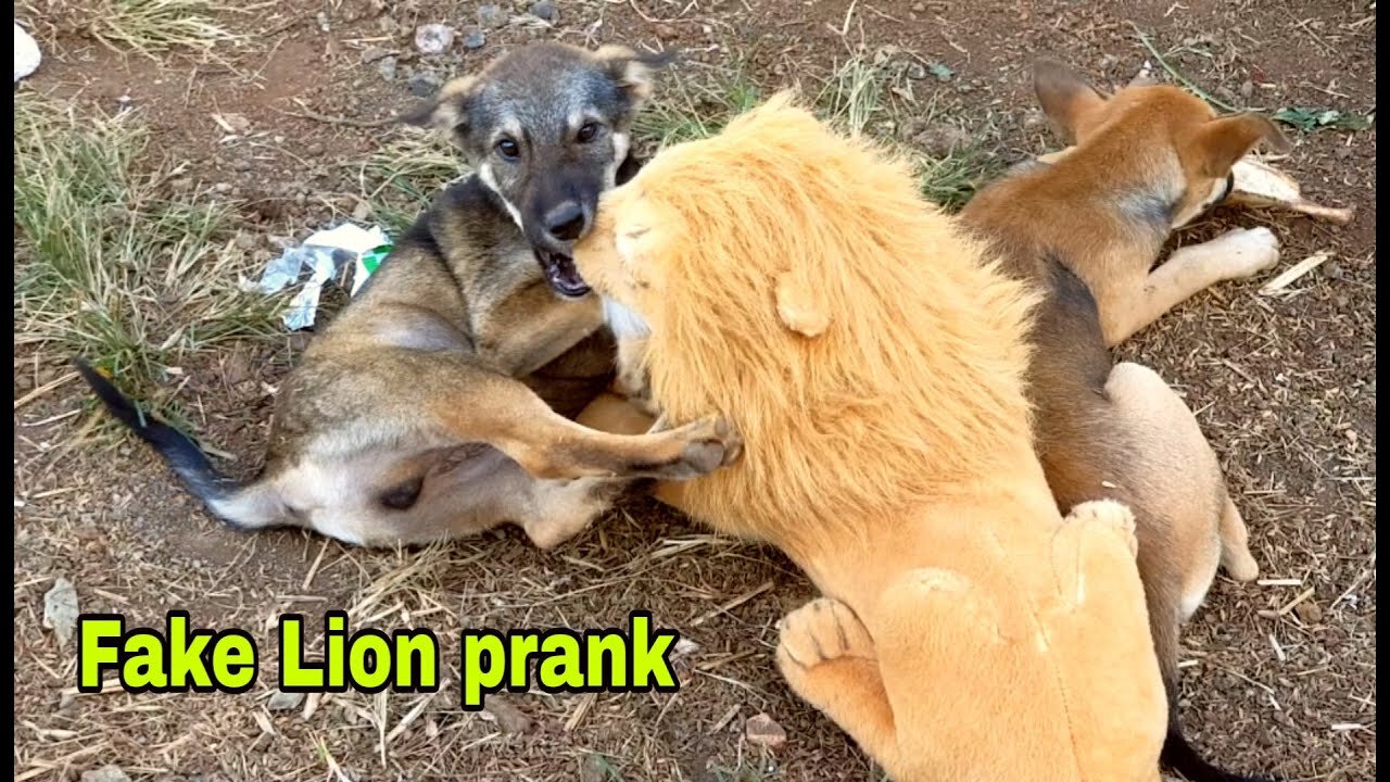Real Dog Prank : Fake Lion Prank Dog & Fake Tiger Prank!!!