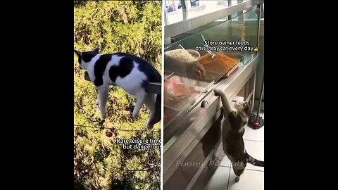 Funniest cats🐱In The World😂 Funny and Fails Pets Video #54 #cats #funny #animals