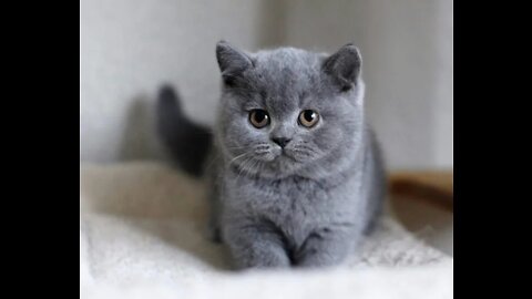 Fearful Cat
