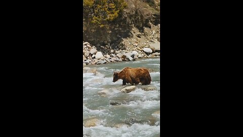 Yak sound #nature #sound #yak