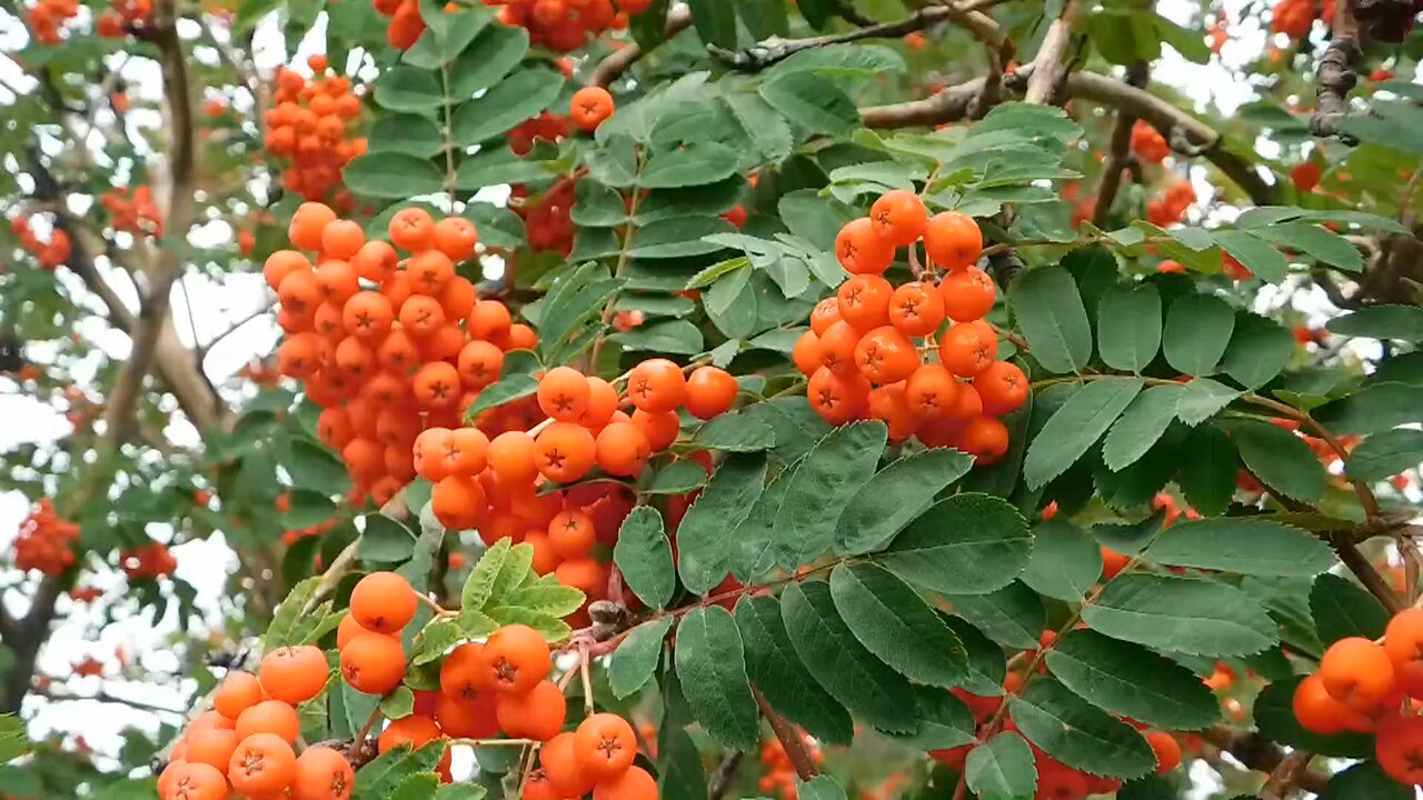 amazing Fruit 🍓🍓🍓🍑🍑🍑