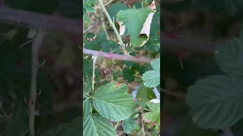 Blackberry Thorns are Savage