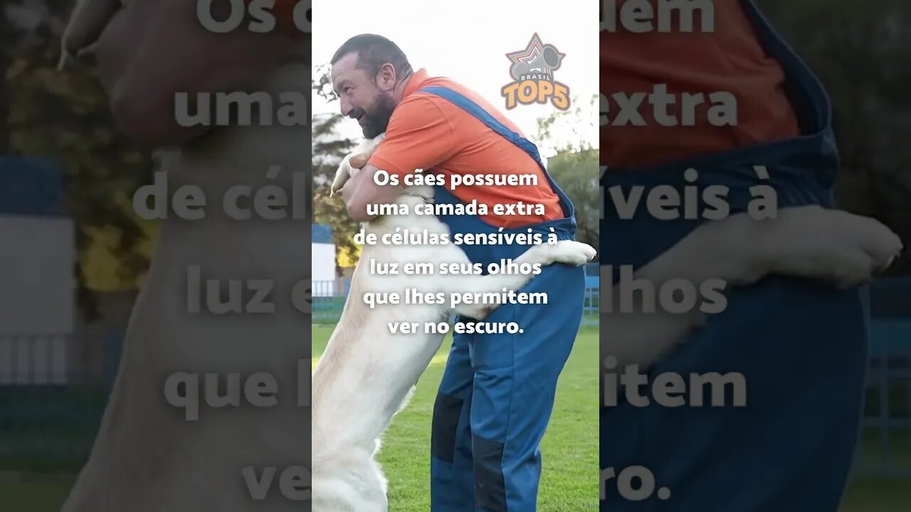 3 FATOS CURIOSOS sobre os cães#15 #shorts