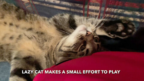 Lazy Cat Makes A Small Effort To Play