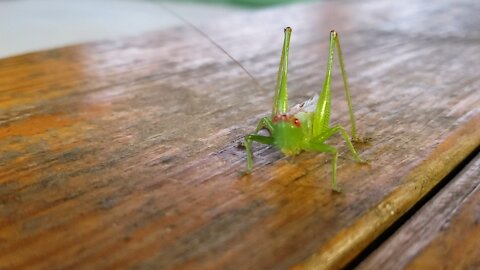 Texas Grasshopper