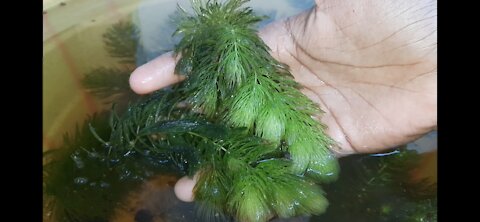 Hornwort / foxtail - the best live plant for ornamental fishes