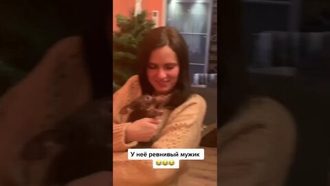 #shorts Смешные Собаки Из Тик Тока 161 Funny Dogs From Tiktok