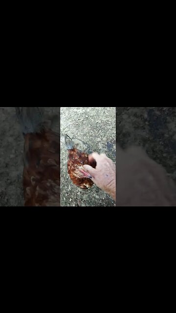 Good morning little Roosters