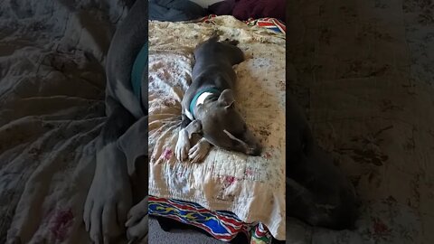 hiding out! #einsteinsbackyard #shorts #pitbulls #arizona #short #shortsvideo #shortvideo #dog