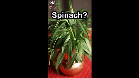 Spinach hater? Try this!