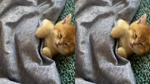 OMG So Cute Cats - Best Funny Cat Videos #5