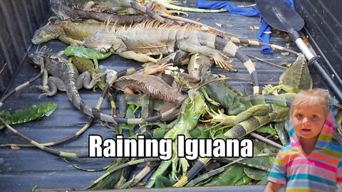 Florida Raining Iguanas prove a cold snap in progress in the everglades