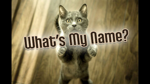 What's My Name