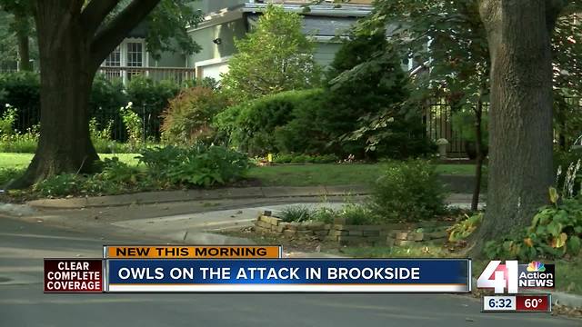Owls attack residents in Brookside neighborhood