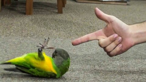 Los loros divertidos e inteligentes son un cielo de ternura | Video de mascotas divertidas