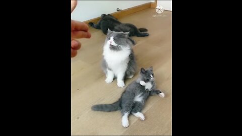 OMG So Cute ♥ Funny Cats and Dogs 2021